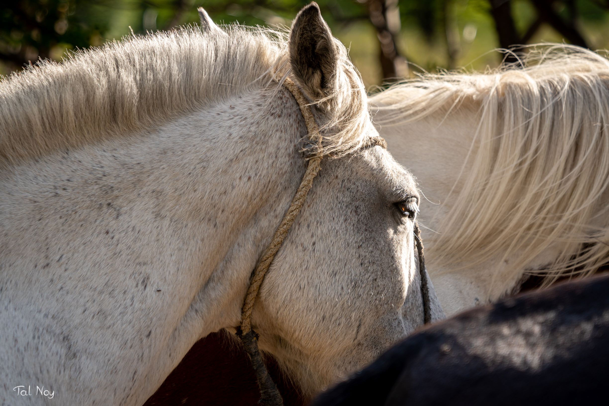 Close-up of a white horse with a rope halter and flowing blonde mane, a dark horse beside it